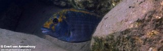 Petrochromis sp. 'kasumbe' Kigoma.jpg