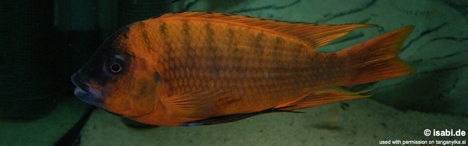 Petrochromis sp. 'red' Mahale Mountains NP