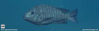 Petrochromis sp. 'blue giant' Lupote Rocks.jpg