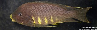 Petrochromis sp. 'red mpimbwe' Mvuna Island.jpg