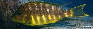 Petrochromis sp. 'red mpimbwe' Namansi.jpg