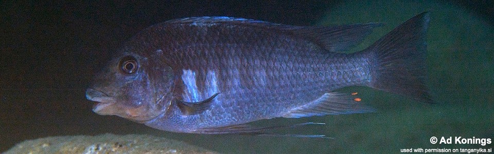 Petrochromis sp. 'sky blue' Bulu Point