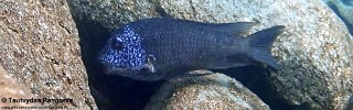 Petrochromis sp. 'texas' Luagala Point.jpg