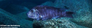 Petrochromis sp. 'texas' Mahale Mountains NP.jpg