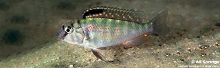 Pseudosimochromis babaulti 'Isanga Bay'.jpg