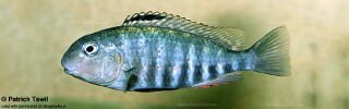 Pseudosimochromis babaulti! 'Zambia'.jpg