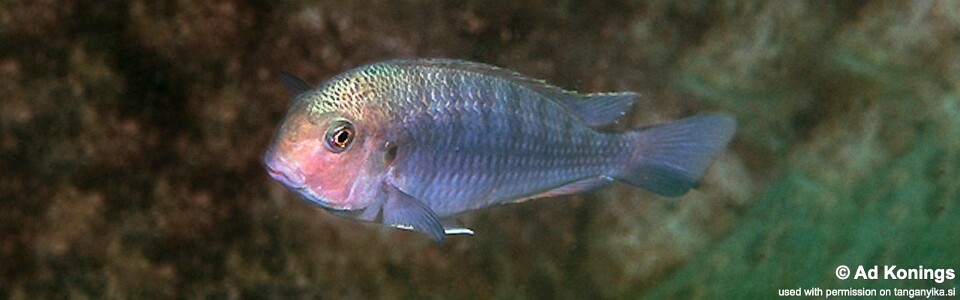 Pseudosimochromis curvifrons 'Isanga Bay'
