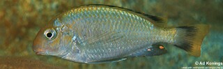 Pseudosimochromis marginatus 'Kiriza'.jpg