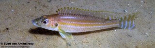 Reganochromis calliurus 'Chituta Bay'.jpg