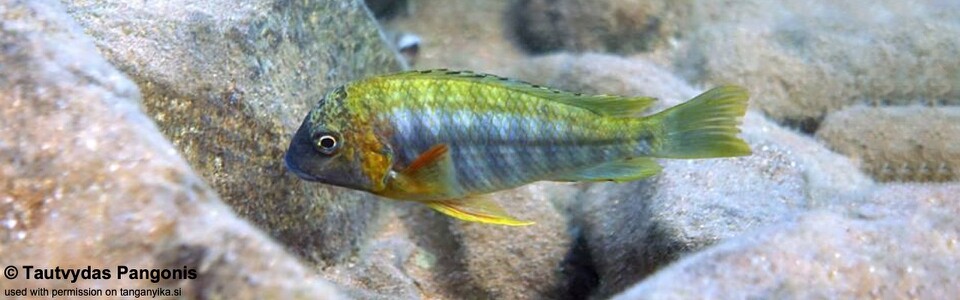 Simochromis diagramma 'Kala Bay'