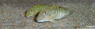 Spathodus sp. 'erythrodon white zaire' Kizike.jpg