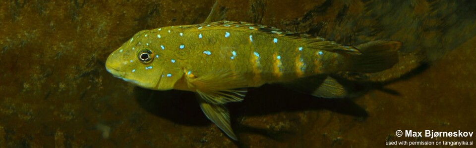 Spathodus sp. 'erythrodon kitumba' Kitumba