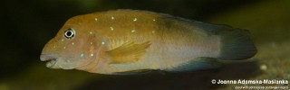 Spathodus sp. 'erythrodon north' Muzimu.jpg