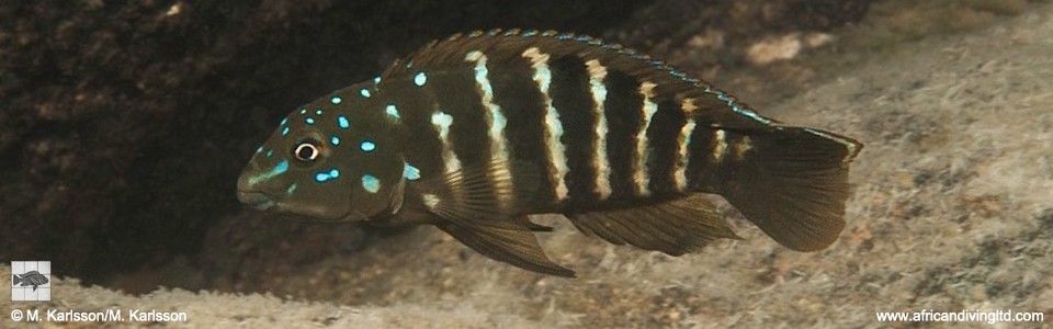 Tanganicodus sp. 'irsacae udachi' Udachi, Katoba Rock