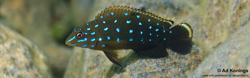 Tanganicodus sp. 'kavalla' Kibige Island