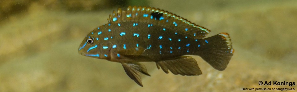 Tanganicodus sp. 'kavalla' Kitoke