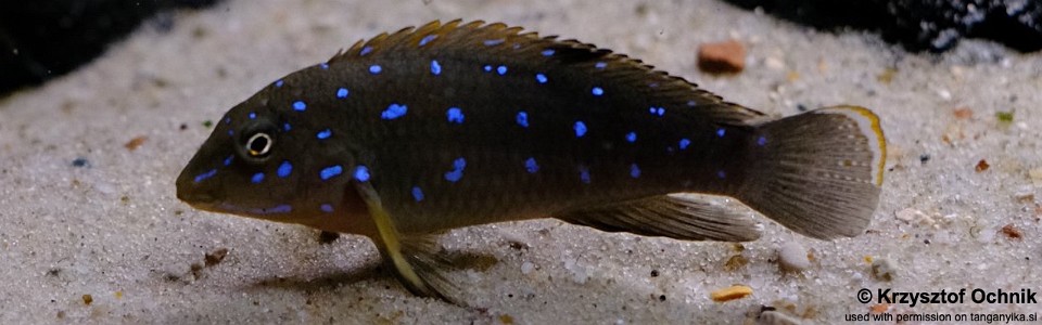 Tanganicodus sp. 'kavalla' Milima Island