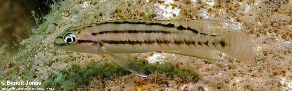 Telmatochromis bifrenatus 'Maswa Point'