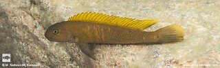 Telmatochromis sp. &#39;temporalis elongated yellow top&#39;