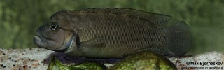 Telmatochromis sp. 'temporalis shell' Mpulungu.jpg