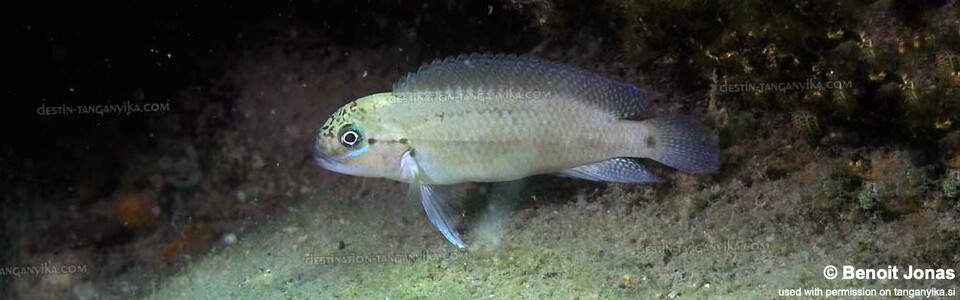 Telmatochromis cf. temporalis 'Maswa Point'