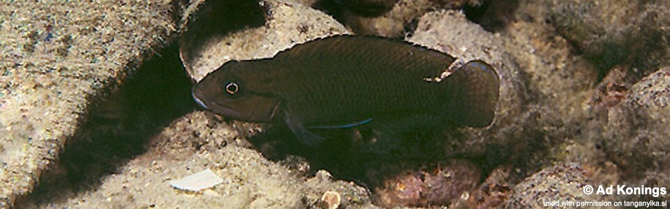 Telmatochromis cf. temporalis 'Sumbu'<br><font color=gray>Telmatochromis sp. 'temporalis shell' Sumbu</font> 