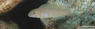 Telmatochromis cf. temporalis &#39;Maleza (Mamalesa) Island&#39;