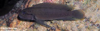 Telmatochromis cf. temporalis &#39;Mawimbi&#39;