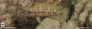 Telmatochromis cf. temporalis &#39;Mwaka Bay&#39;