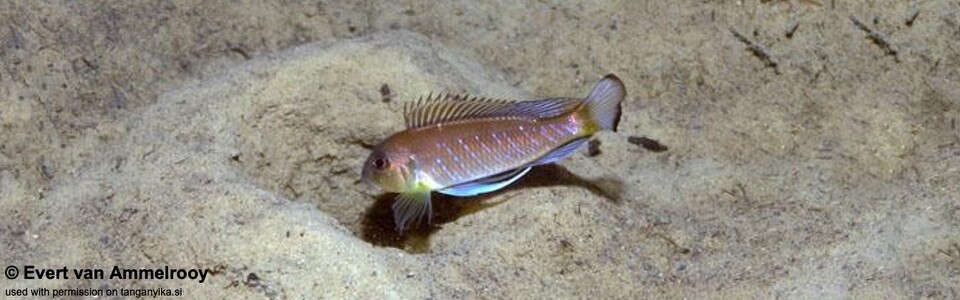 Triglachromis otostigma 'Gombe Stream NP'