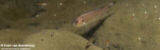 Triglachromis otostigma (Zambia)
