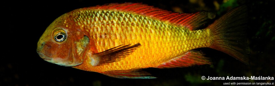 Tropheus Ilangi - T. moorii x T. sp. 'red'