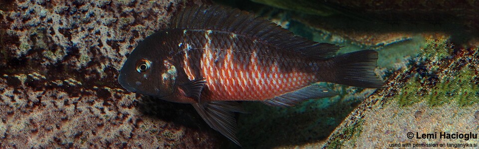 Tropheus 'Red Blotch' (unknown locality) - Tropheus 'red belly' (unknown locality) - T. sp. 'kirschfleck' x T. sp. 'limespot'