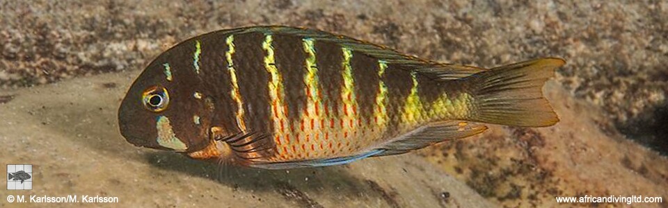 Tropheus Zadeni 'Mabilibili Bay' - T. sp. 'kirschfleck' x T. sp. 'limespot'
