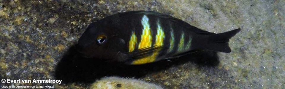 Tropheus hybrids from 'Mahale Mountains NP'