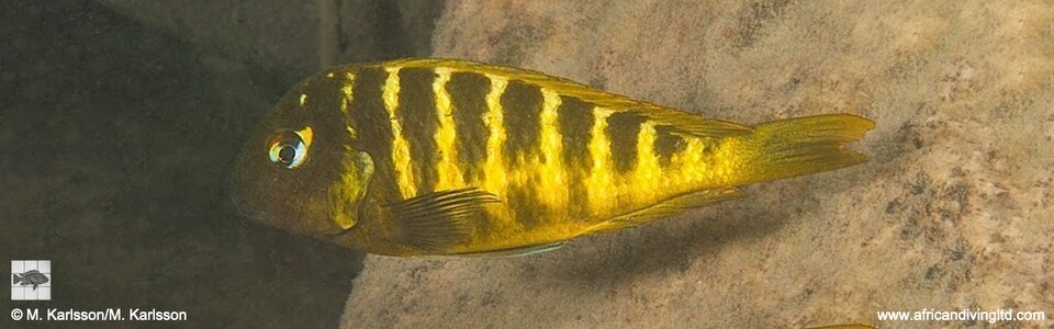 Tropheus sp. 'mpimbwe' x T. sp. 'kaiser' at Udachi