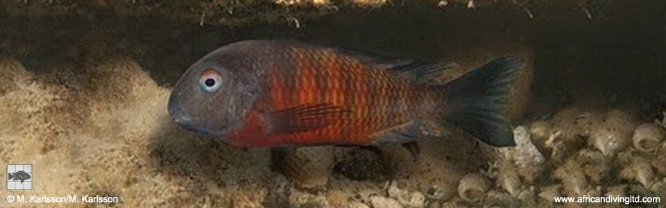 Tropheus sp. 'mpimbwe' x T. sp. 'kirschfleck' at Udachi Point