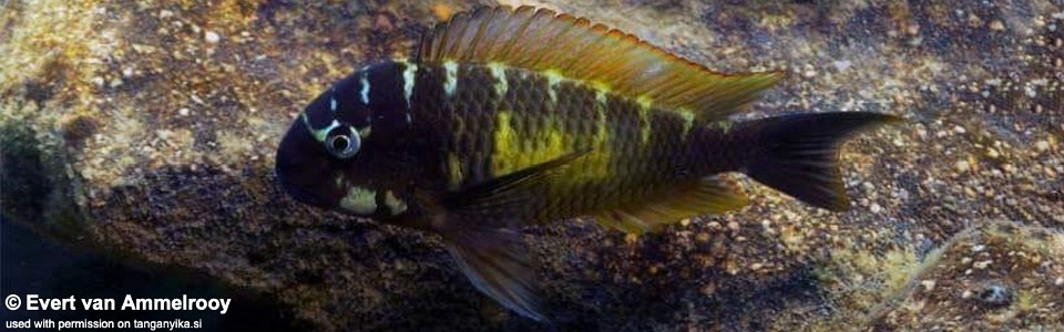 Tropheus 'Fedha'<br><font color=red>T. sp. 'kaiser' x T. sp. 'limespot'</font>