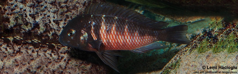 Tropheus 'Red Blotch' (unknown locality)<br><font color=gray>Tropheus 'red belly' (unknown locality)</font><br><font color=red>T. sp. 'kirschfleck' x T. sp. 'limespot'</font>