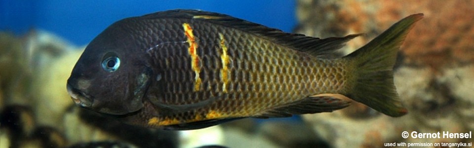 Tropheus 'Ubwari Green'<br><font color=red>T. sp. 'crescentic' x T. sp. 'black'</font>