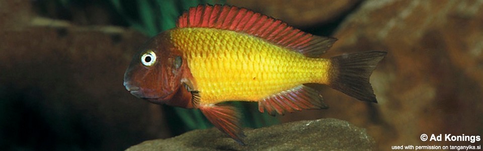 Tropheus Ilangi<br><font color=red>T. moorii x T. sp. 'red'</font>