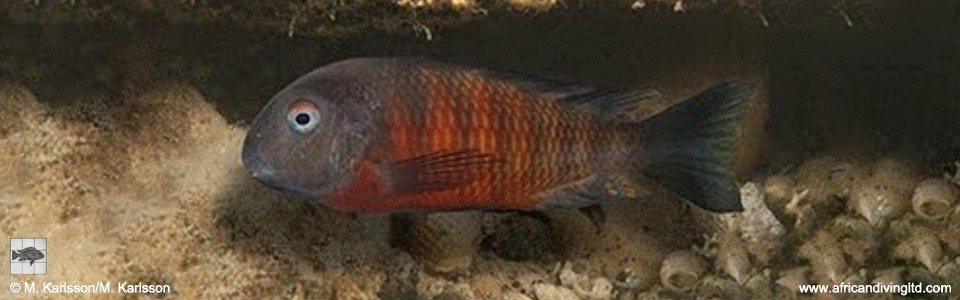 <font color=red>Tropheus sp. 'mpimbwe' x T. sp. 'kirschfleck'<br>at Udachi Point</font>