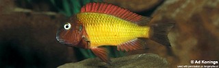 Tropheus Ilangi 'Chilanga'.jpg