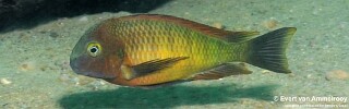 Tropheus Ilangi 'Ilangi'.jpg