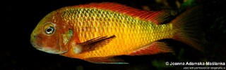 Tropheus Ilangi.jpg