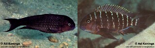 Tropheus annectens 'Mtoto'.jpg