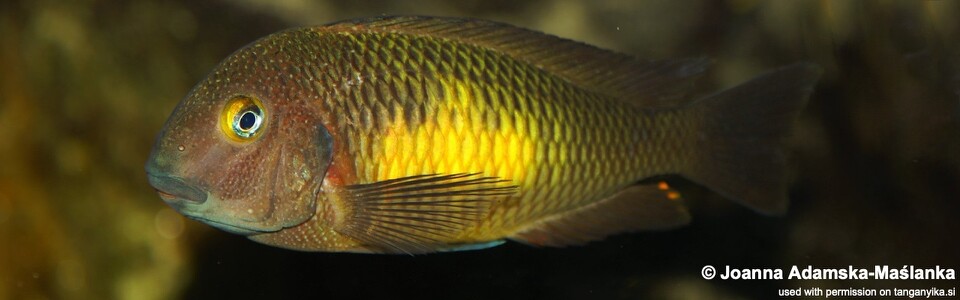 Tropheus moorii 'Mutondwe (Crocodile) Island' (Chikonde) - Lemon spot Moorii