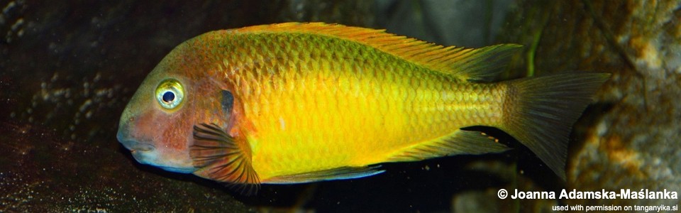 Tropheus moorii (Nkonde); Yellow Rainbow