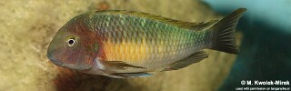 Tropheus moorii! 'Chilambo'.jpg