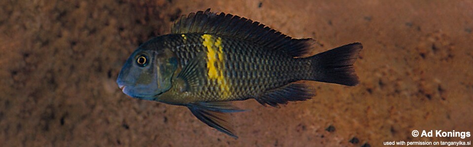 Tropheus sp. 'black' Kifumbwe Island